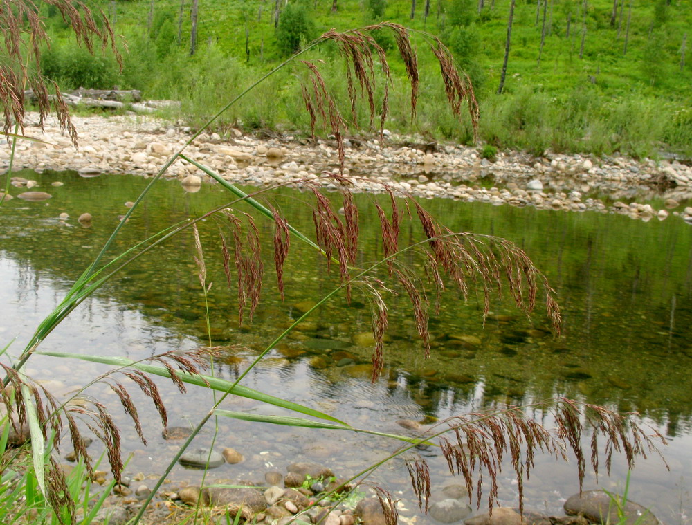 Изображение особи Calamagrostis langsdorffii.
