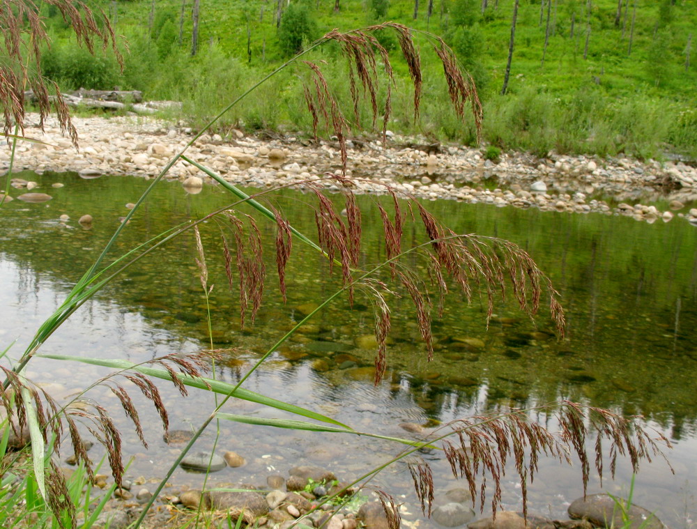 Image of Calamagrostis langsdorffii specimen.