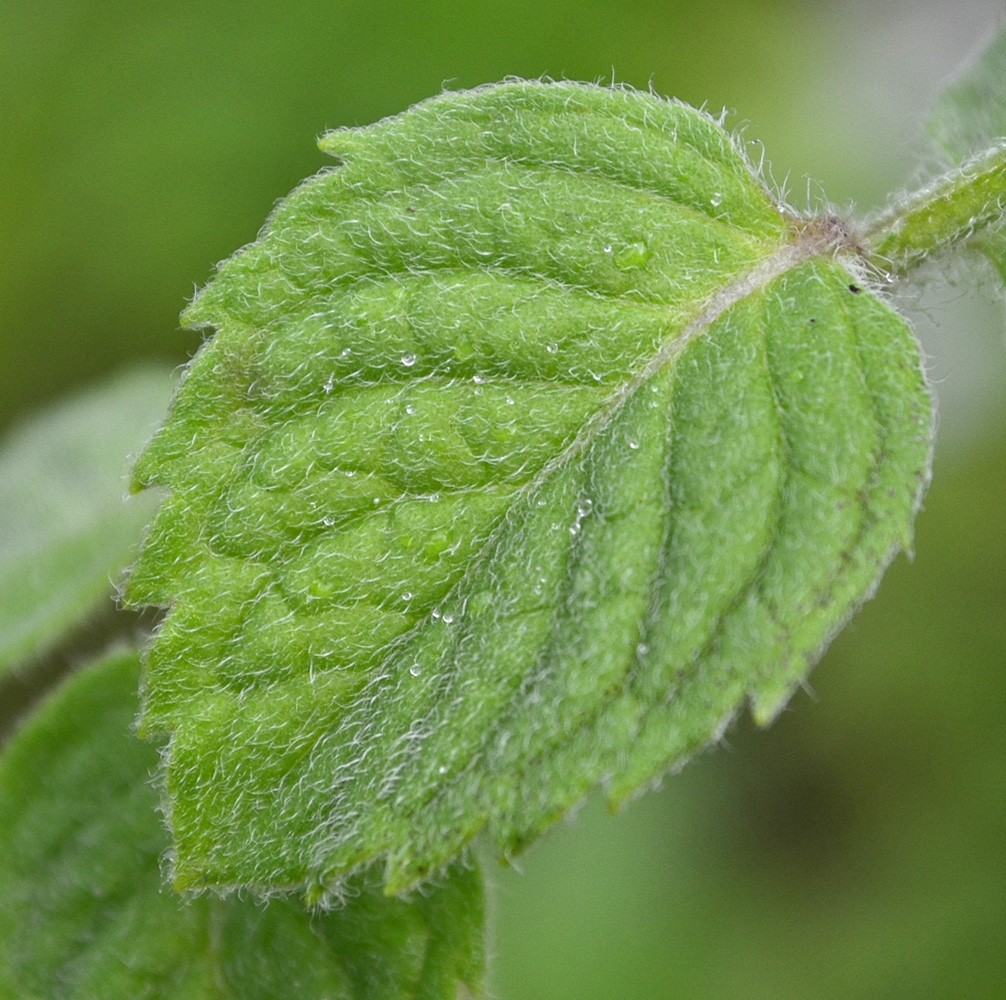 Image of Mentha &times; dalmatica specimen.