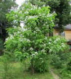 Catalpa speciosa