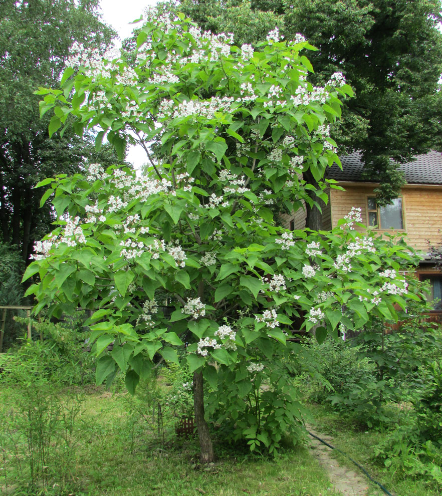 Изображение особи Catalpa speciosa.