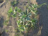 Eryngium maritimum