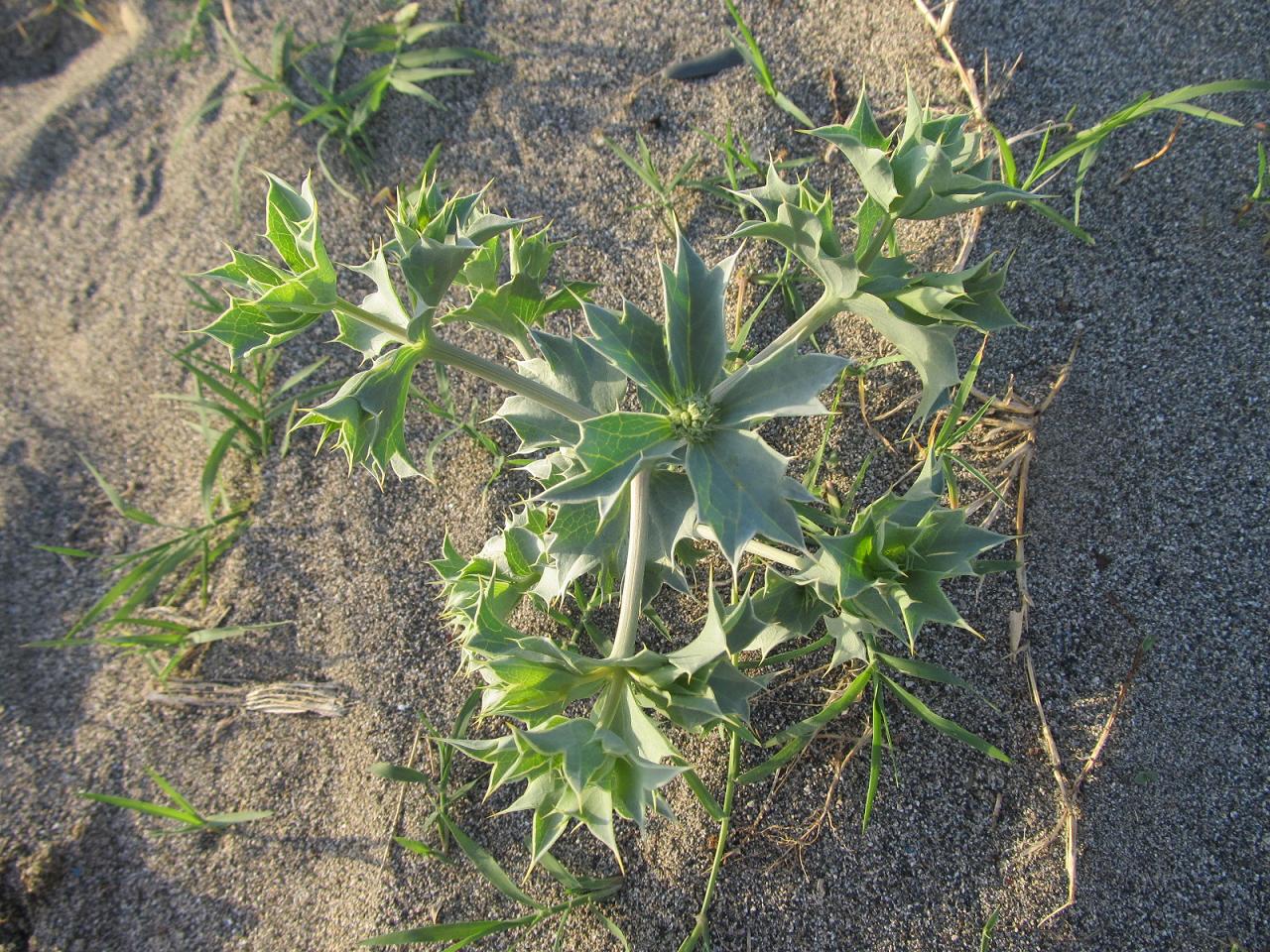 Изображение особи Eryngium maritimum.