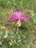 Centaurea sterilis