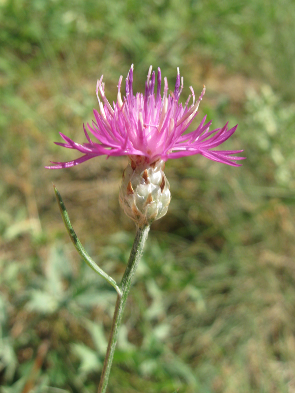 Image of Centaurea sterilis specimen.