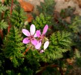 Erodium cicutarium