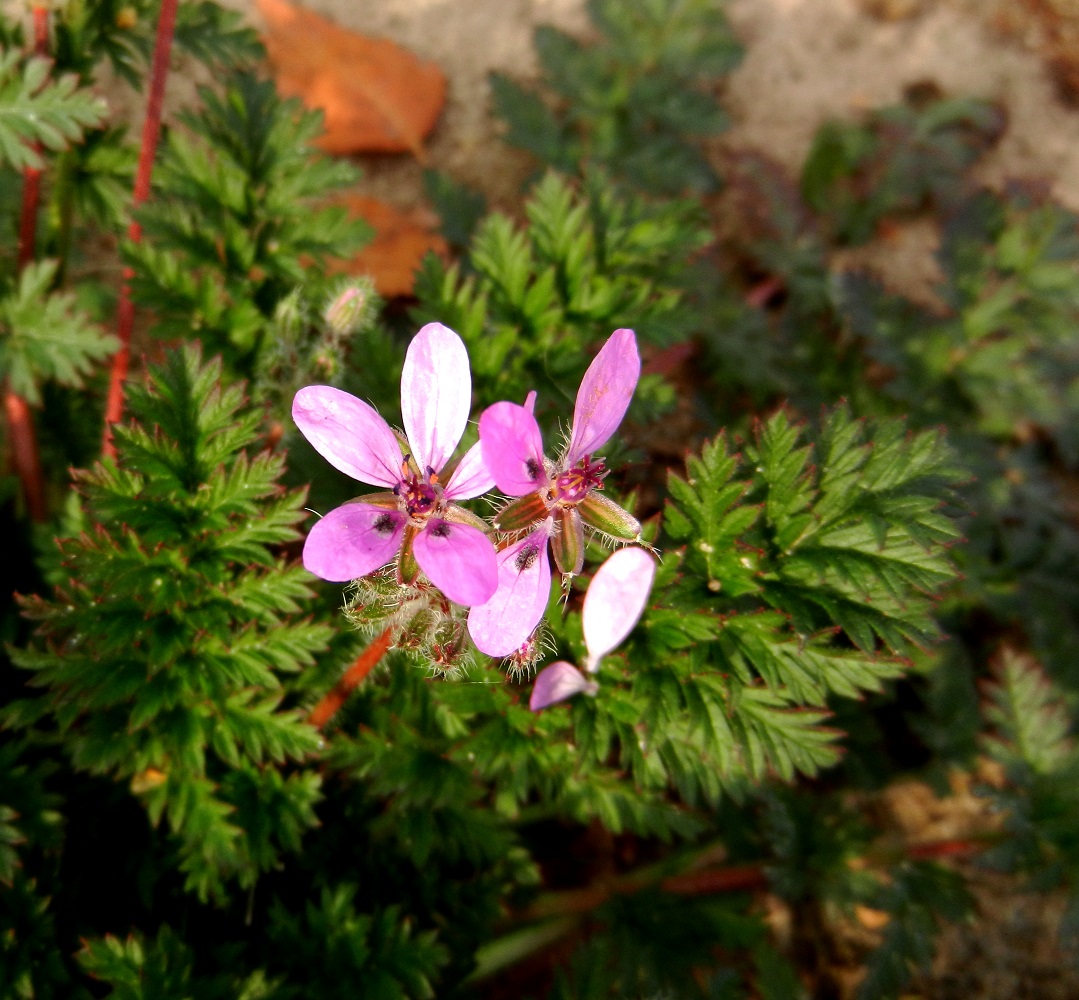 Изображение особи Erodium cicutarium.