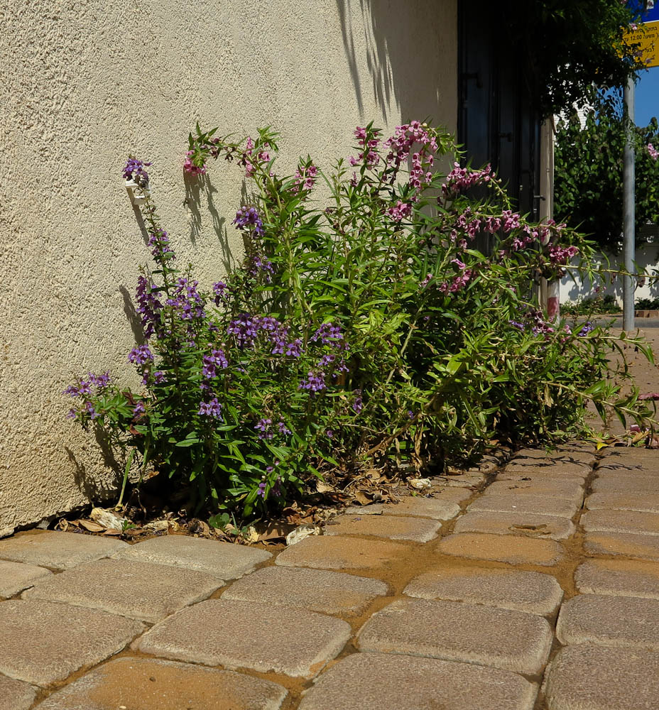 Изображение особи Angelonia angustifolia.