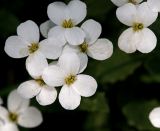 Arabis caucasica. Цветки. Московская обл., Раменский р-н, окр. дер. Хрипань, садовый участок. 12.05.2014.