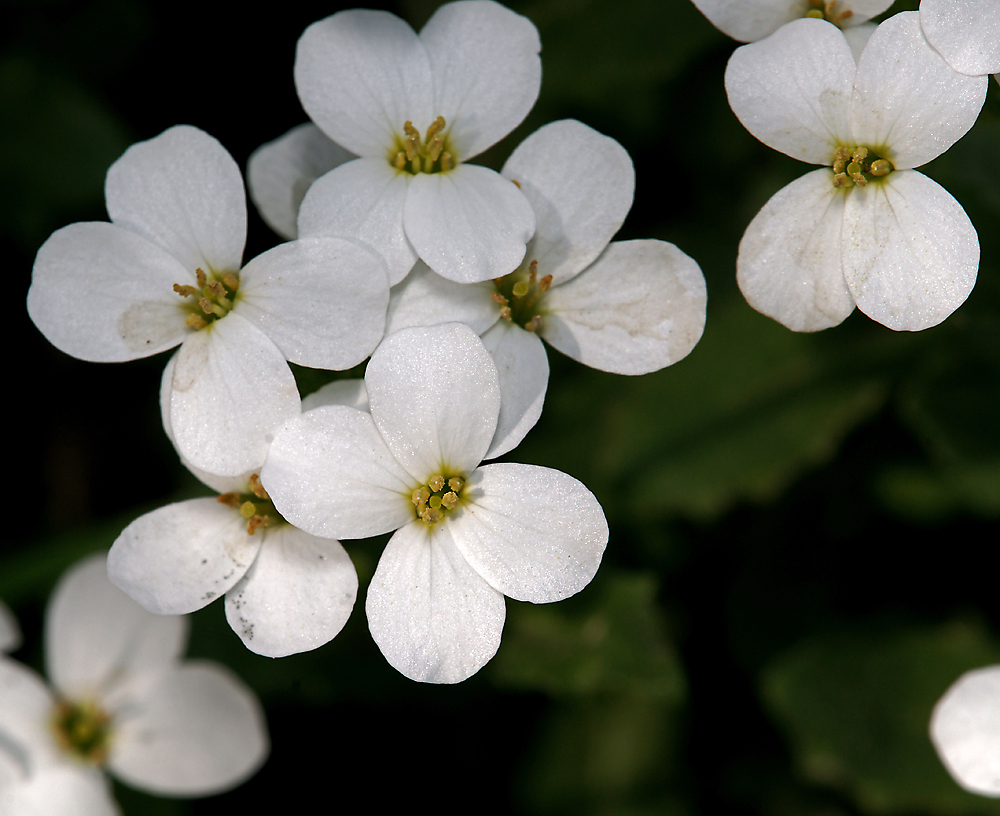 Image of Arabis caucasica specimen.