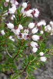 Erica manipuliflora