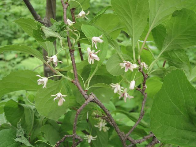 Изображение особи Schisandra chinensis.