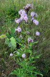 Cirsium setosum