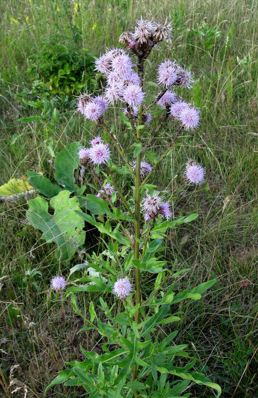 Изображение особи Cirsium setosum.