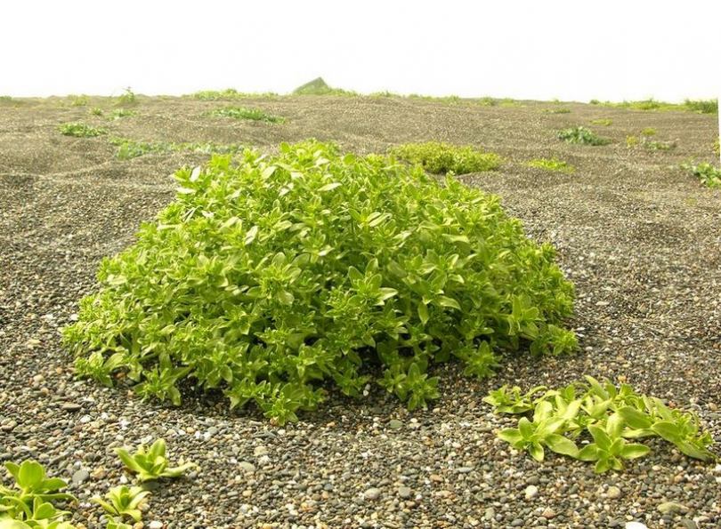 Image of Honckenya peploides ssp. major specimen.