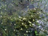 Ranunculus aquatilis