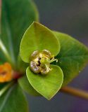 Euphorbia lucorum