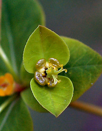 Изображение особи Euphorbia lucorum.