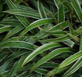Carex siderosticta