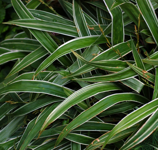 Image of Carex siderosticta specimen.