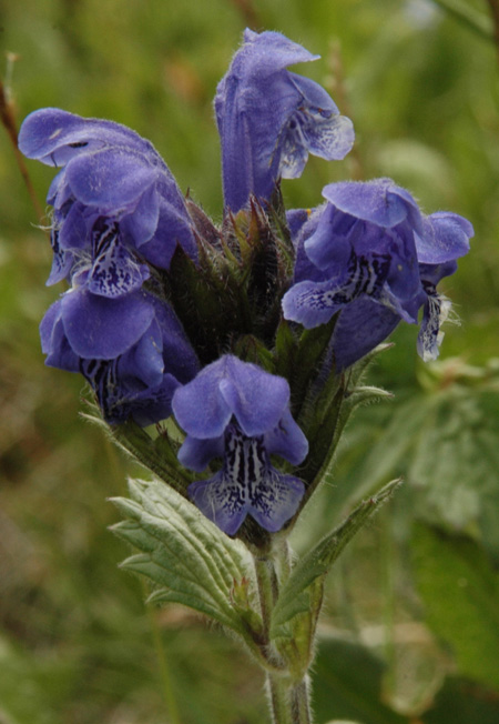 Image of Dracocephalum grandiflorum specimen.
