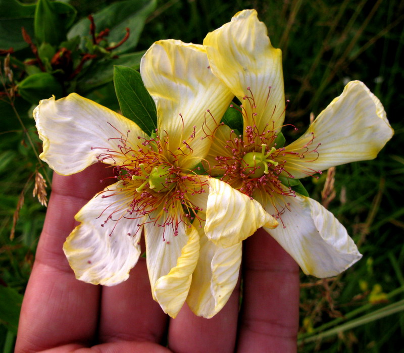 Изображение особи Hypericum ascyron.