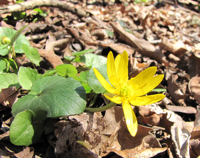 Изображение особи Ficaria calthifolia.