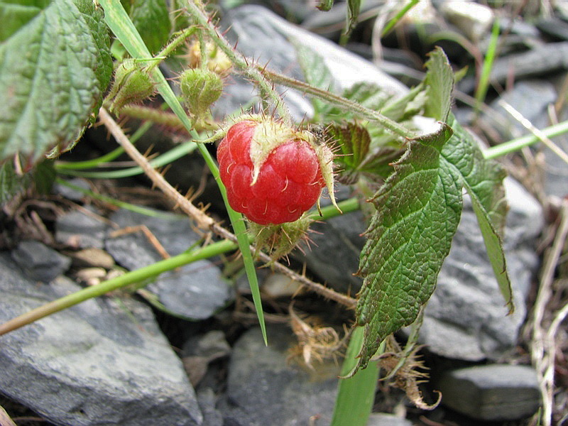 Изображение особи Rubus matsumuranus.