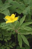 Anemone ranunculoides