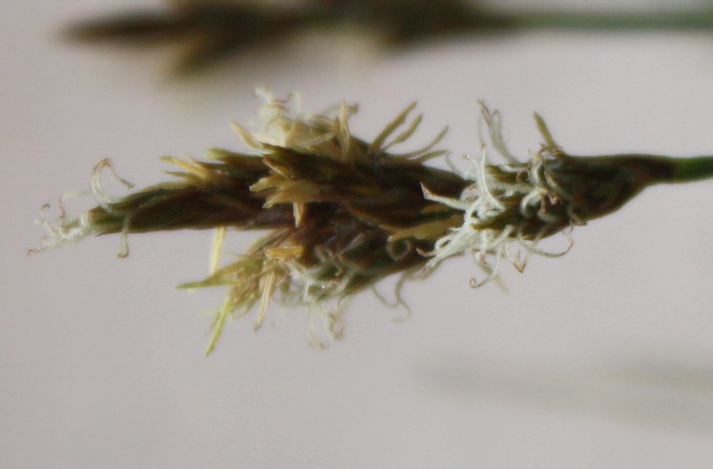 Image of Carex praecox specimen.