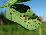 Image of taxon representative. Author is Геннадий Окатов