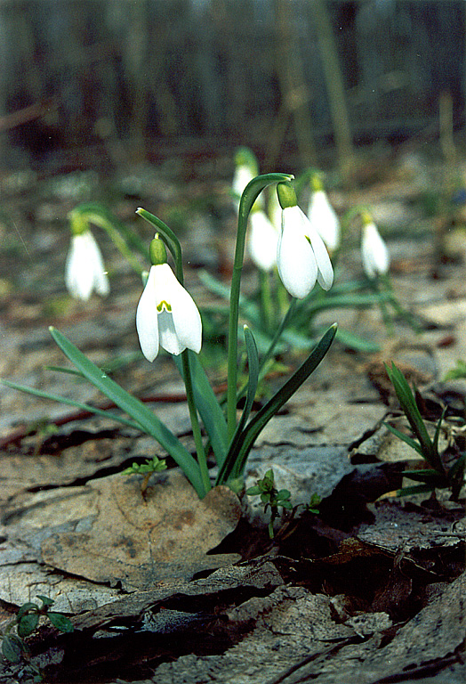 Изображение особи Galanthus nivalis.