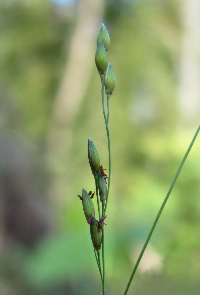 Image of Panicum dichotomiflorum specimen.