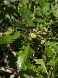 Quercus pubescens. Верхушка побега с плодом. Черногория, окр. пос. Пржно (Pržno). 07.10.2014.