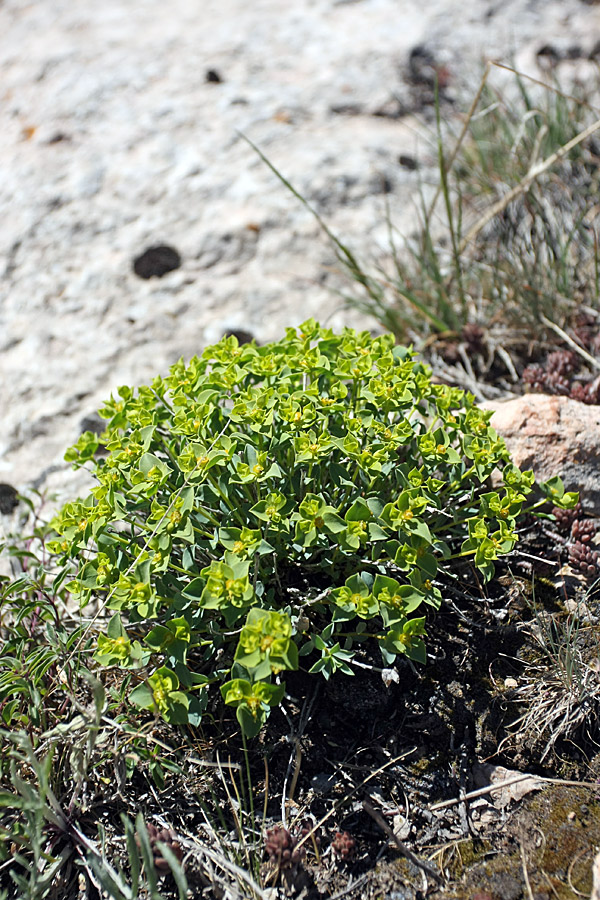 Изображение особи Euphorbia humilis.