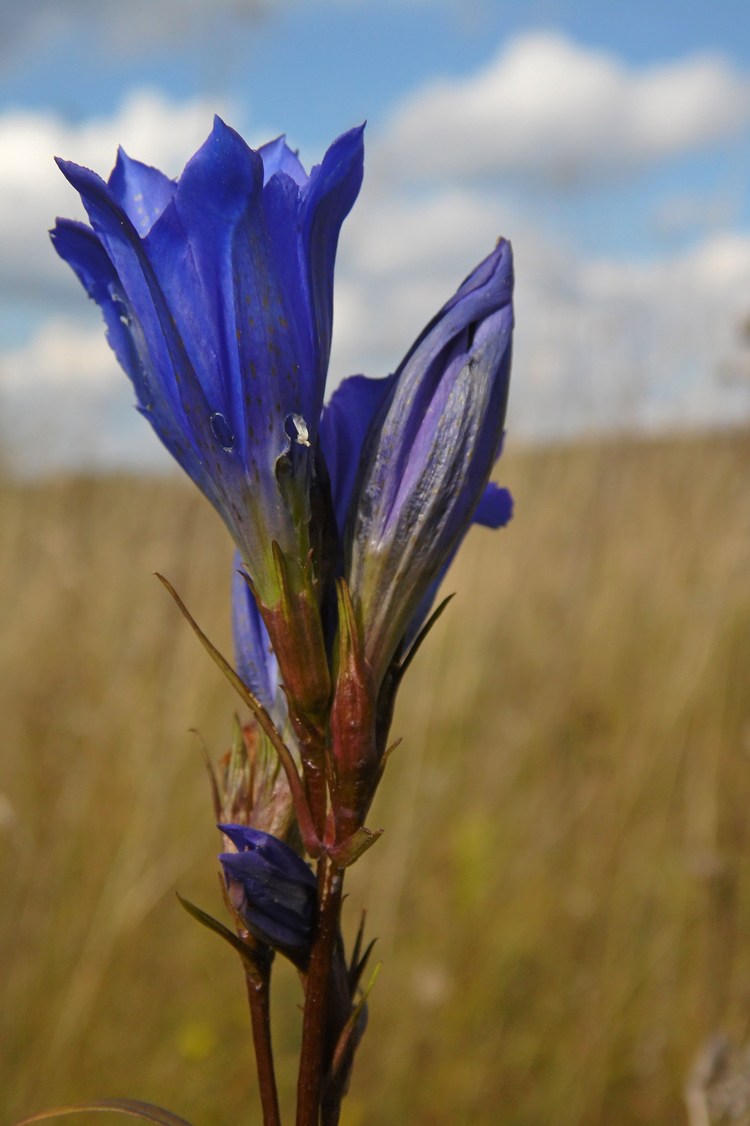 Изображение особи Gentiana pneumonanthe.