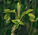 Juglans mandshurica. Развивающиеся листья на верхушке побега. Московская обл., Раменский р-н, окр. дер. Хрипань, садовый участок. 11.05.2015.