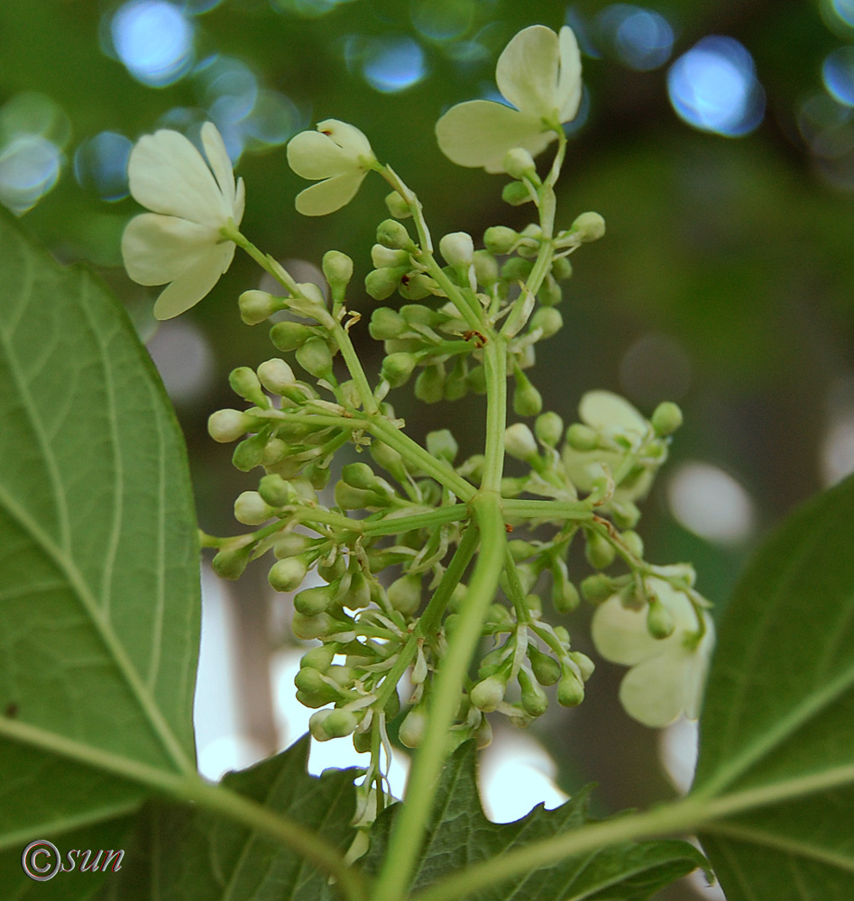 Image of Viburnum opulus specimen.