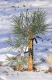Pinus pityusa. Молодое растение (в культуре из Туапсинского р-на). Черноморское побережье Кавказа, г. Новороссийск. 3 января 2016 г.