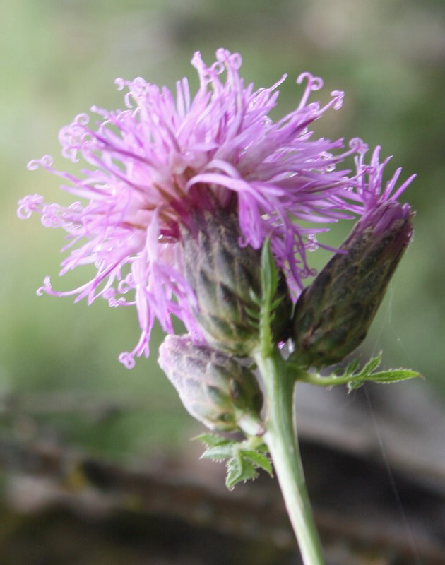 Image of Serratula coronata specimen.