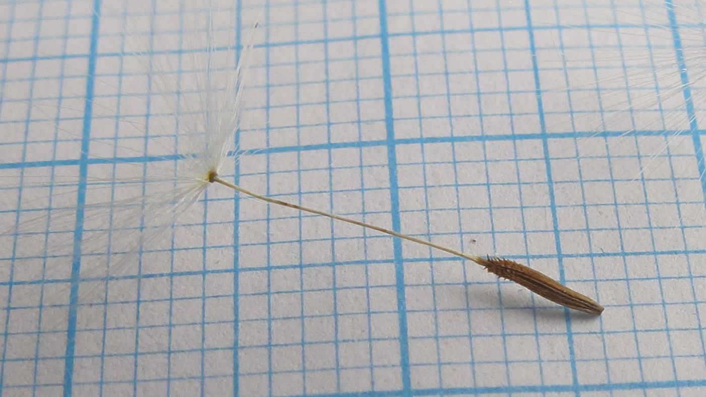Image of Taraxacum confusum specimen.