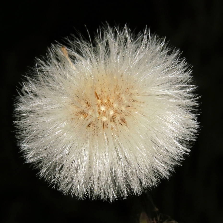 Image of Tussilago farfara specimen.