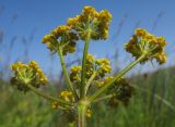 Pastinaca aurantiaca. Верхушка побега с соцветием. Адыгея, Кавказский биосферный заповедник, северо-восточный склон горы Оштен, выс. ≈ 2300 м н.у.м., субальпийский луг. 18.07.2015.