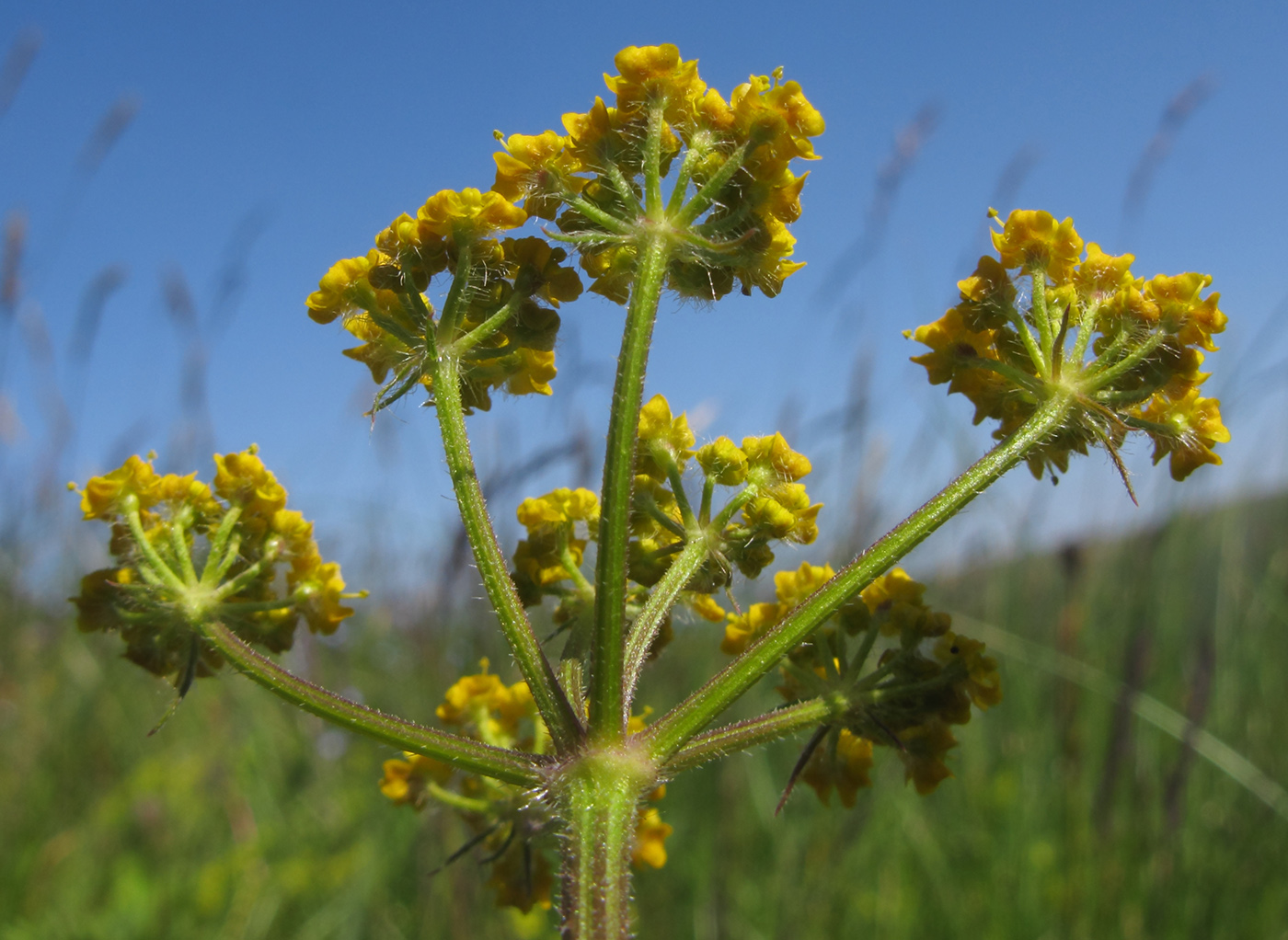 Изображение особи Pastinaca aurantiaca.