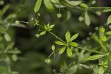 Galium aparine