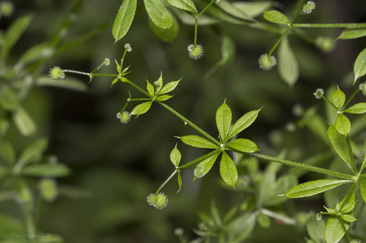 Изображение особи Galium aparine.