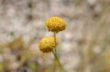 Trichanthemis paradoxos