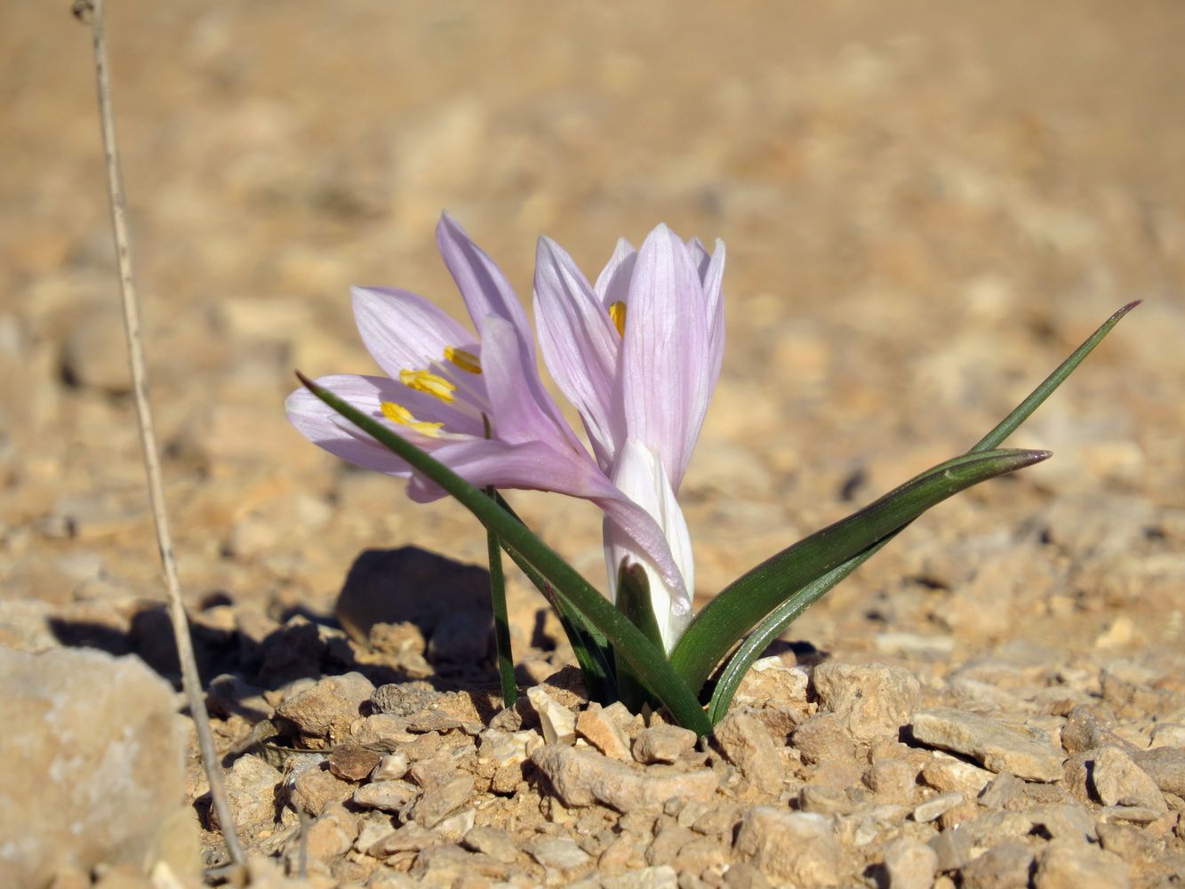 Изображение особи Colchicum ritchiei.