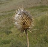 Image of taxon representative. Author is Тамара Риб