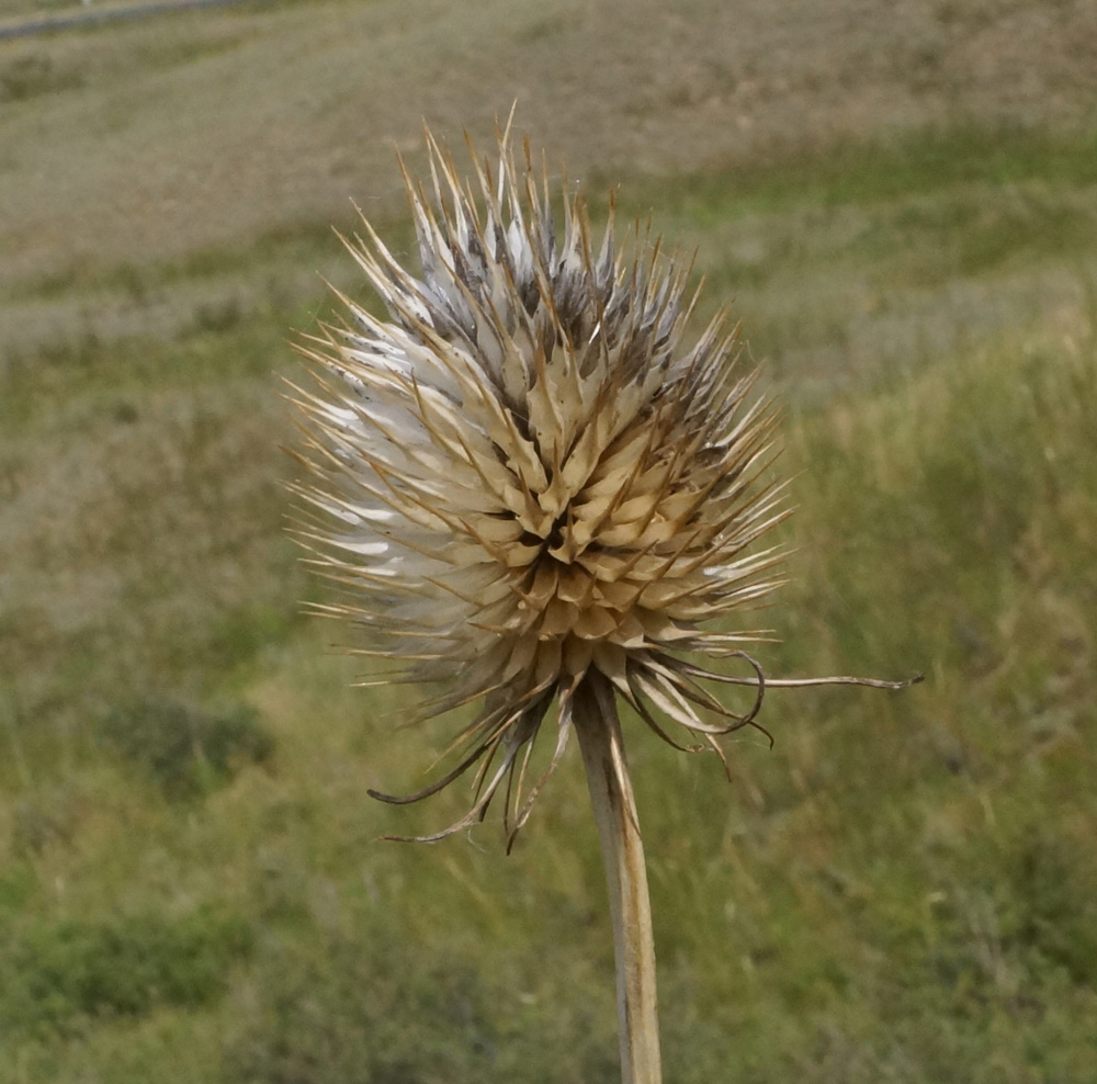 Изображение особи Dipsacus dipsacoides.